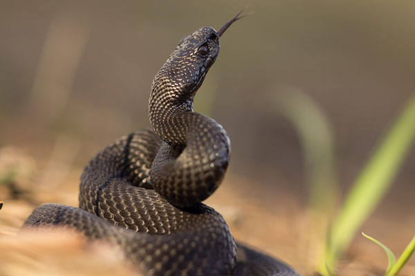 УКУС ЗМЕИ. ЧТО СТОИТ ЗНАТЬ