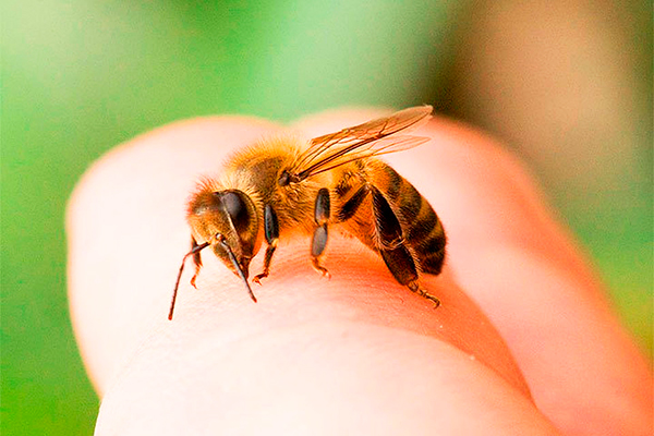 РЕКТОР РЯЗГМУ ПРИНЯЛ УЧАСТИЕ В НАУЧНО-ПРАКТИЧЕСКОЙ КОНФЕРЕНЦИИ «СОВРЕМЕННЫЕ ПРОБЛЕМЫ ПЧЕЛОВОДСТВА И АПИТЕРАПИИ»